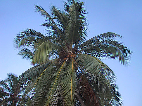 Palme mit Kokosnüssen